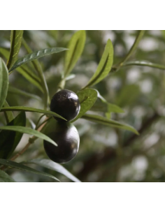 Stort kunstigt oliventræ... 2