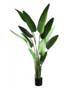 Kunstig strelitzia palme H235 cm - Grøn