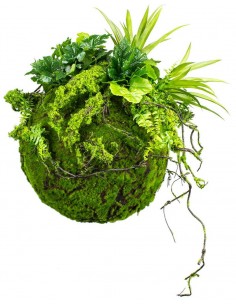 Kokedama have i kunstige...