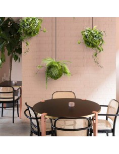 Kokedama have i kunstige... 2