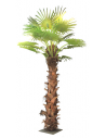 Kunstig Sabal palme H350 cm - Brun/Grøn