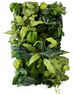 Coral Begonia Plantevæg med...