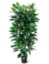 Stor kunstig Ficus Cyathistipula plante H160 cm - Grøn