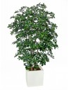 Stort kunstigt Buxifolia træ med potte H180 cm