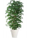 Stort kunstigt Buxifolia træ med potte H220 cm