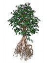 Stort kunstigt Buxifolia træ H250 cm