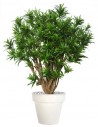 Stort kunstigt Dracaena træ med potte H170 cm