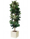 Stort kunstigt Ficus Elastica træ med potte H250 cm