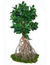 Stort kunstigt Ficus Elastica træ H260 cm