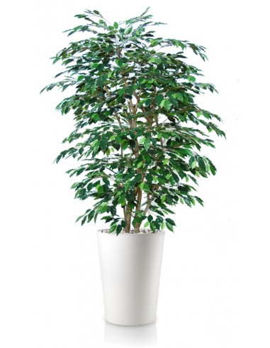 Stor kunstig Ficus Exotica plante med...