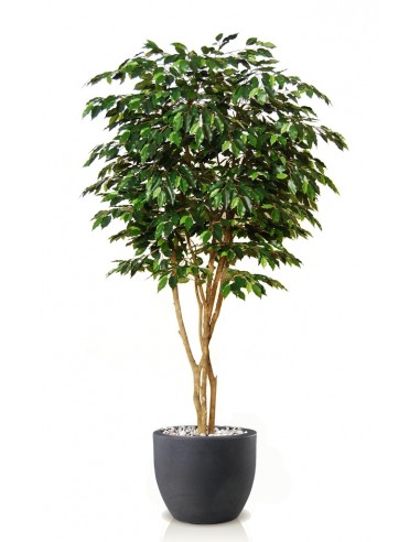 Stort kunstigt Ficus Exotica træ med...