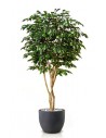 Stort kunstigt Ficus Exotica træ med potte H220 cm