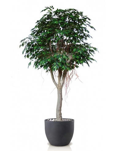 Stort kunstigt Ficus Exotica træ med...