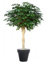 Stort kunstigt Ficus Exotica træ med potte H250 cm