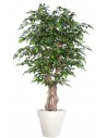 Stort kunstigt Ficus Nitida træ med potte H180 cm