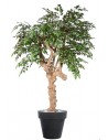 Stort kunstigt Ficus Nitida træ med potte H220 cm