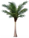 Stor kunstig Kokos palme H600 cm