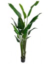 Stor kunstig Traveler plante H240 cm