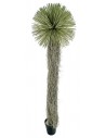 Stor kunstig Yucca palme H260 cm