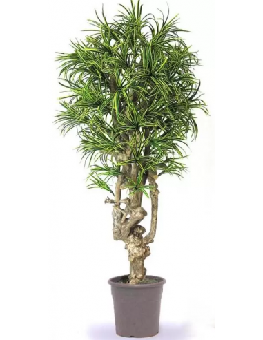 Stort kunstigt Dracaena træ H200 cm