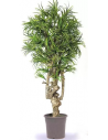 Stort kunstigt Dracaena træ H200 cm