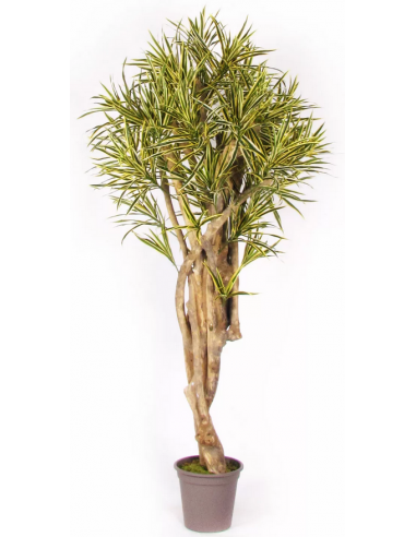 Stort kunstigt Dracaena træ H200 cm