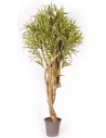 Stort kunstigt Dracaena træ H200 cm