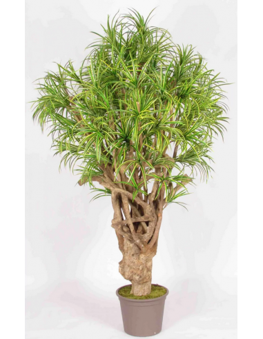 Stort kunstigt Dracaena træ H200 cm