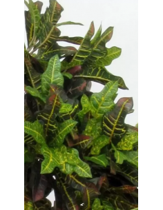 Stort kunstigt Croton træ... 2