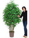 Stort kunstigt Ficus træ H200 cm