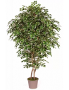 Stort kunstigt deluxe Ficus træ H200 cm