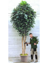 Stort kunstigt deluxe Ficus træ H350 cm