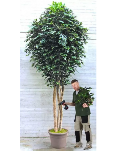 Stort kunstigt deluxe Ficus træ H400 cm