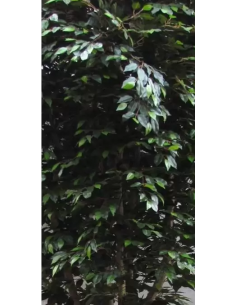 Stort kunstigt deluxe Ficus... 2