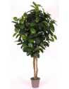 Stort kunstigt Ficus Elastica træ H200 cm