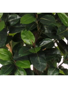 Stort kunstigt Ficus... 2