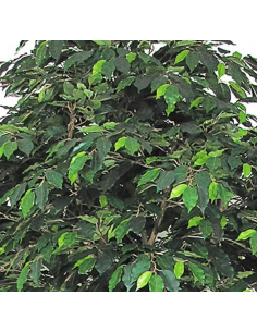 Stort kunstigt deluxe Ficus... 2