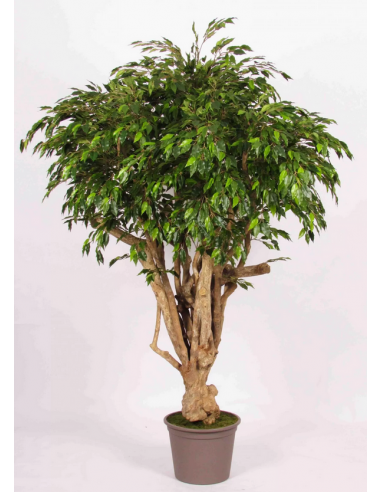 Stort kunstigt Ficus træ H200 cm