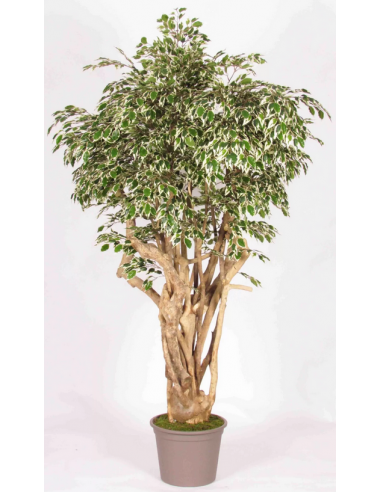 Stort kunstigt Ficus træ H200 cm