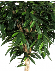 Stort kunstigt Ficus... 2