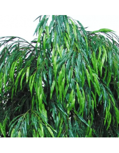 Stort kunstigt Salicetræ... 2