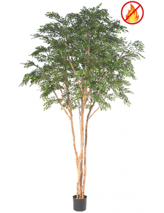 Stort kunstigt Bucidatræ...