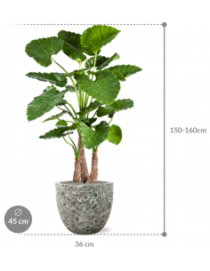 Sammenplantning med krukke... 2