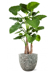 Sammenplantning med krukke...