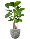 Sammenplantning med krukke og kunstig Alocasia Calidora plante H159 cm