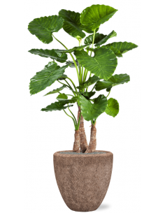 Sammenplantning med krukke...