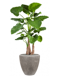 Sammenplantning med krukke...