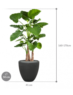 Sammenplantning med krukke... 2