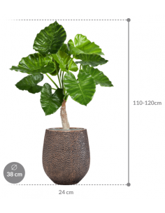 Sammenplantning med krukke... 2