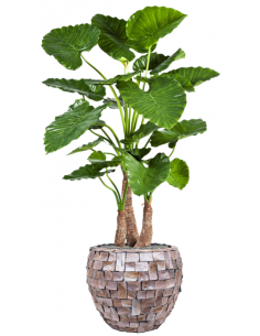 Sammenplantning med krukke...